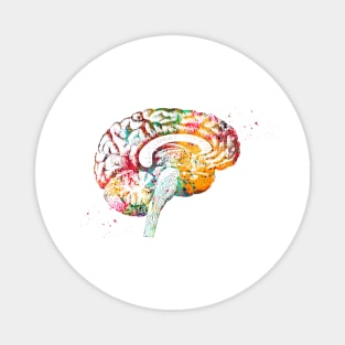 Brain anatomy Magnet